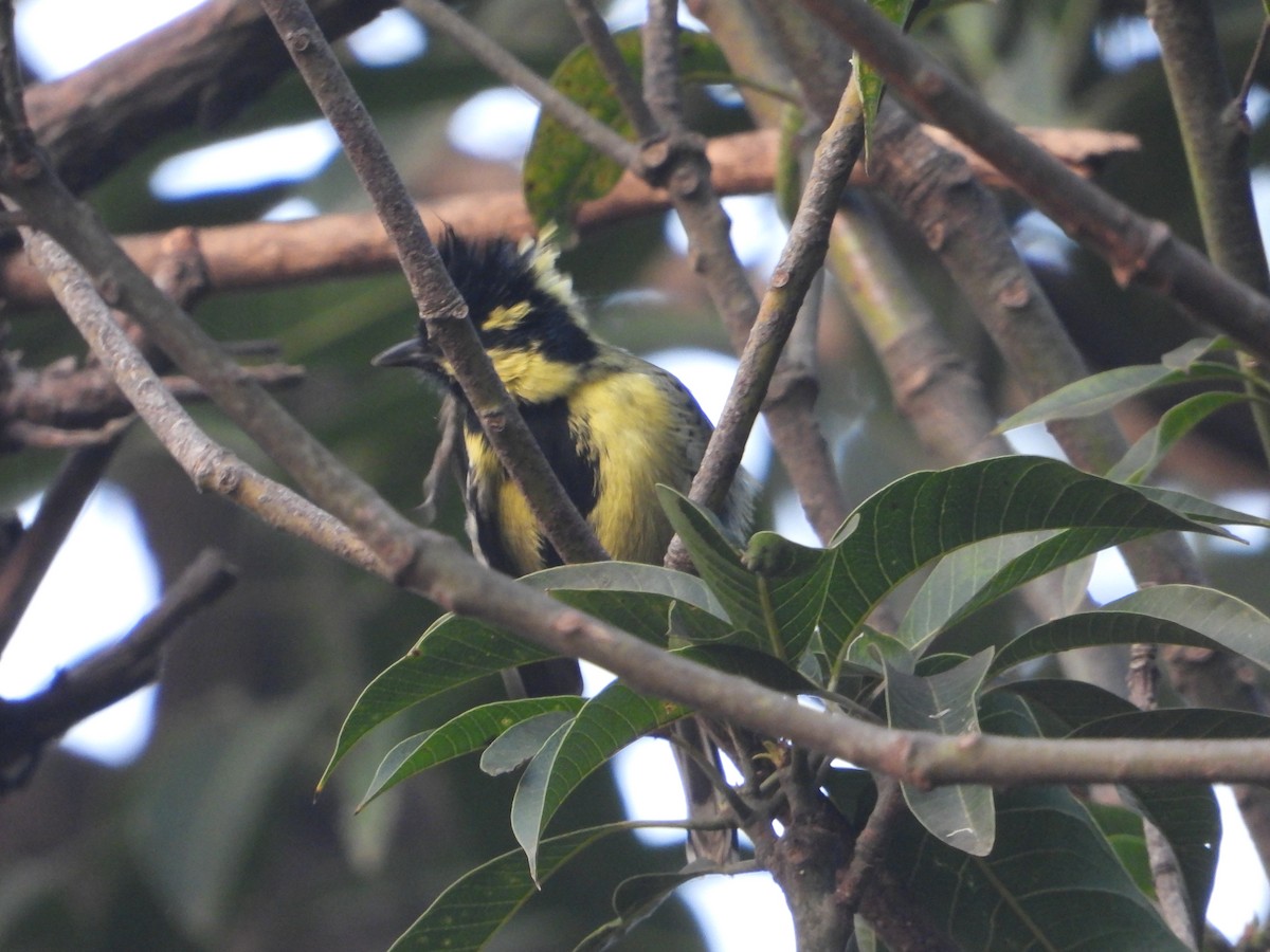 Indian Yellow Tit - ML509865931
