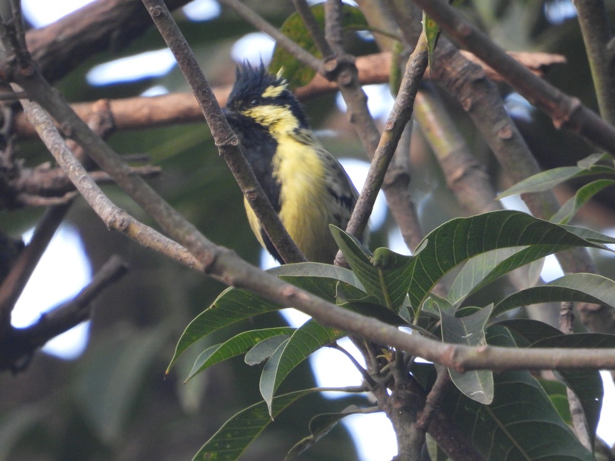 Indian Yellow Tit - ML509865941
