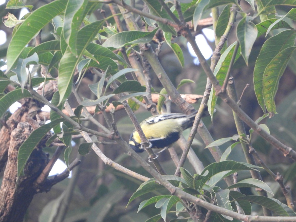 Indian Yellow Tit - ML509865951