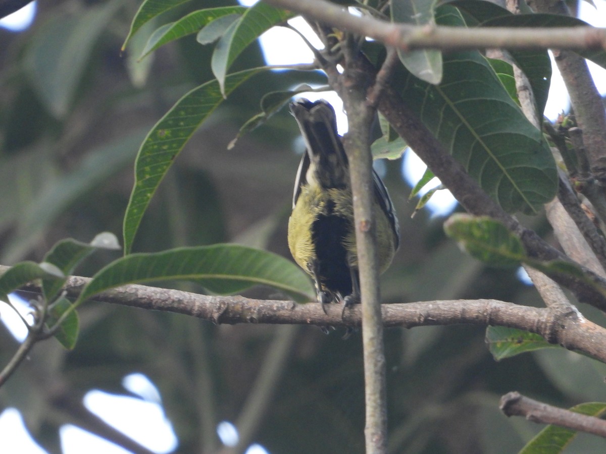 Indian Yellow Tit - ML509865961