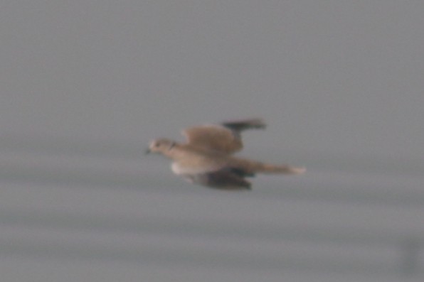Eurasian Collared-Dove - Sabarni Sarker