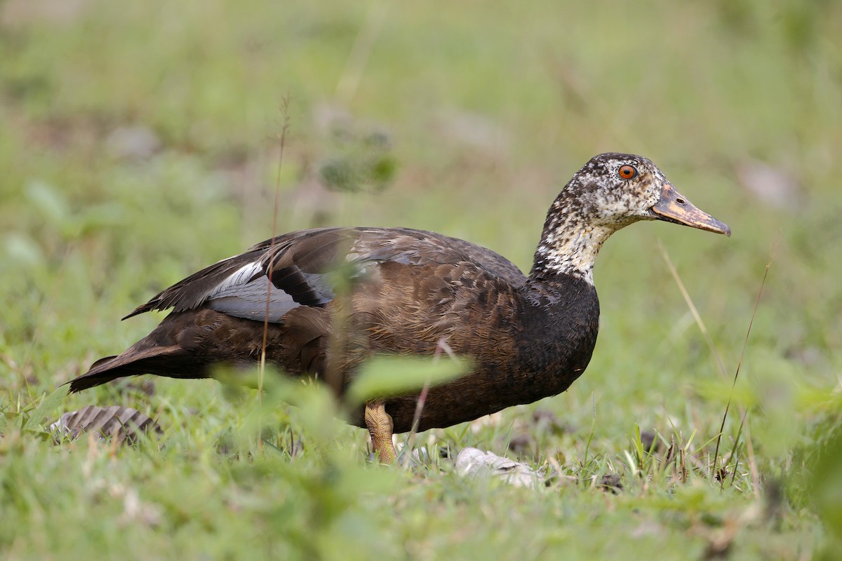 White-winged Duck - 独行虾 Bird.soong