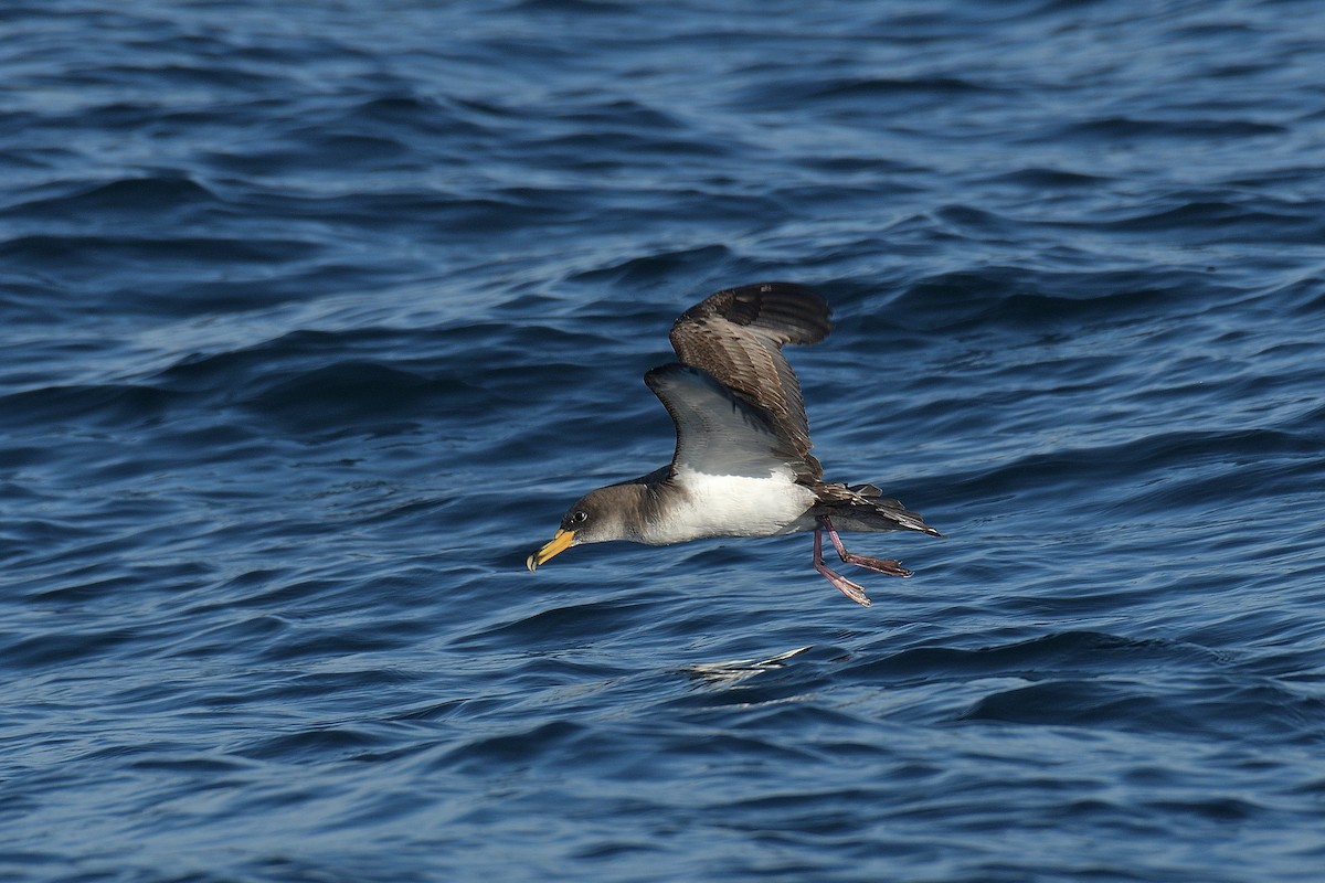Cory's/Scopoli's Shearwater - ML509867931
