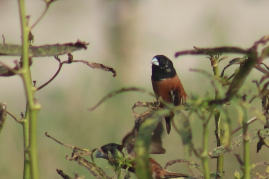 Chestnut Munia - ML509868251