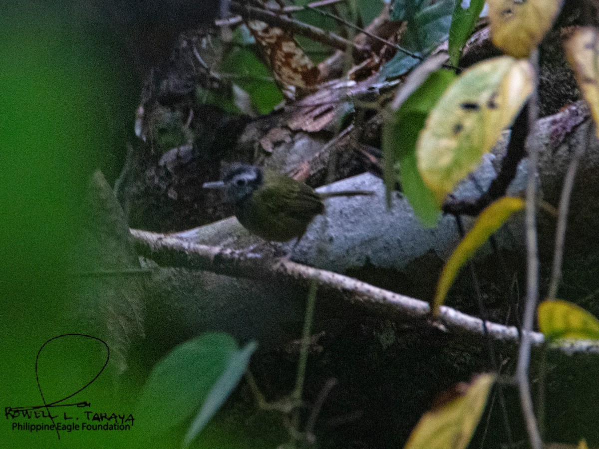 White-browed Tailorbird - Ron Lemente Taraya