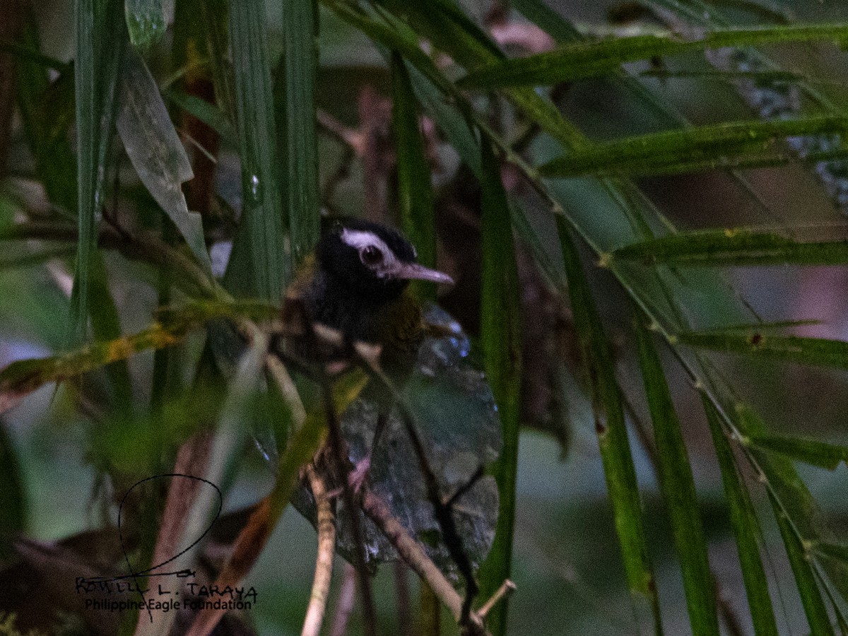 Schwarzkopf-Schneidervogel - ML509869211