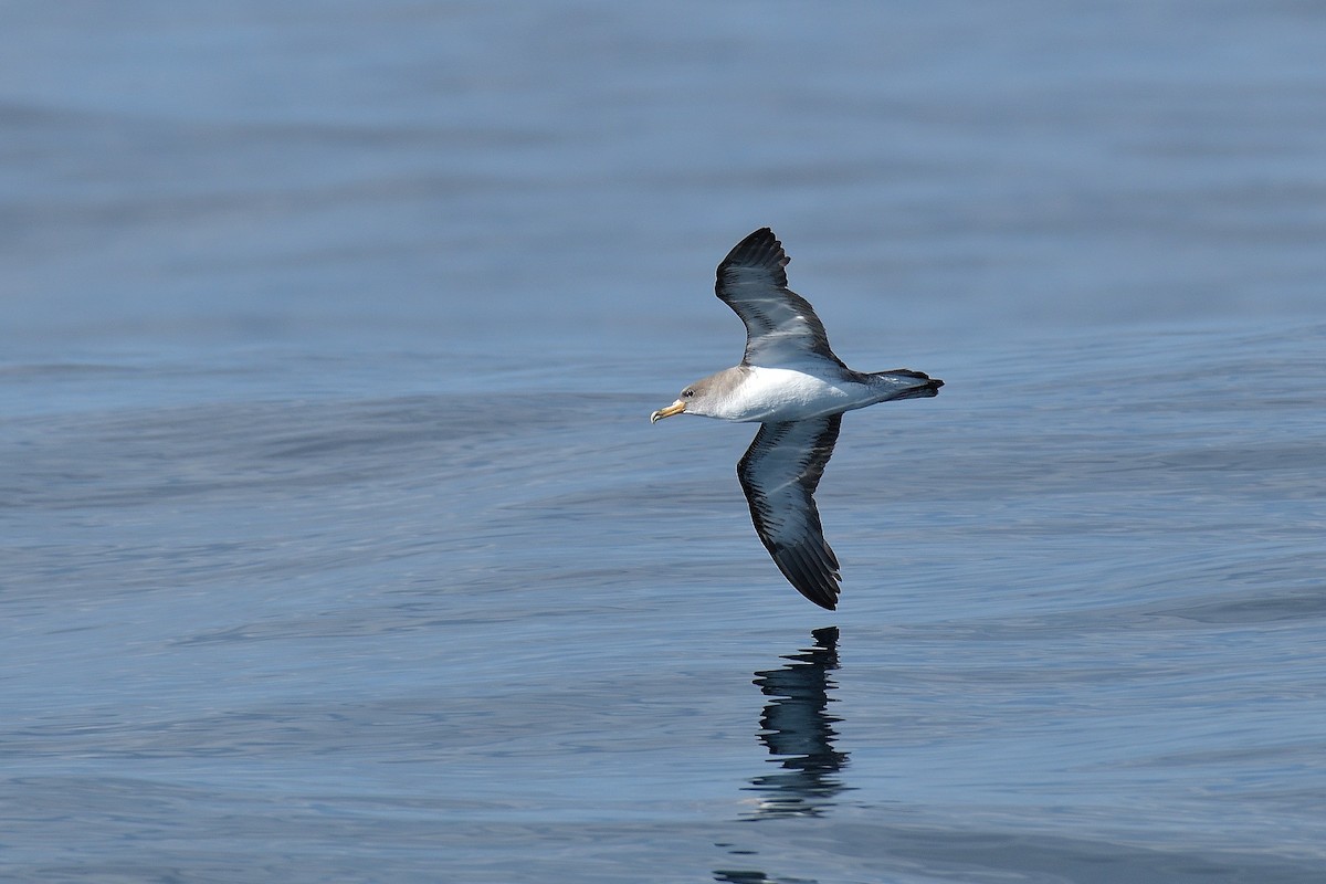 Cory's/Scopoli's Shearwater - ML509869341