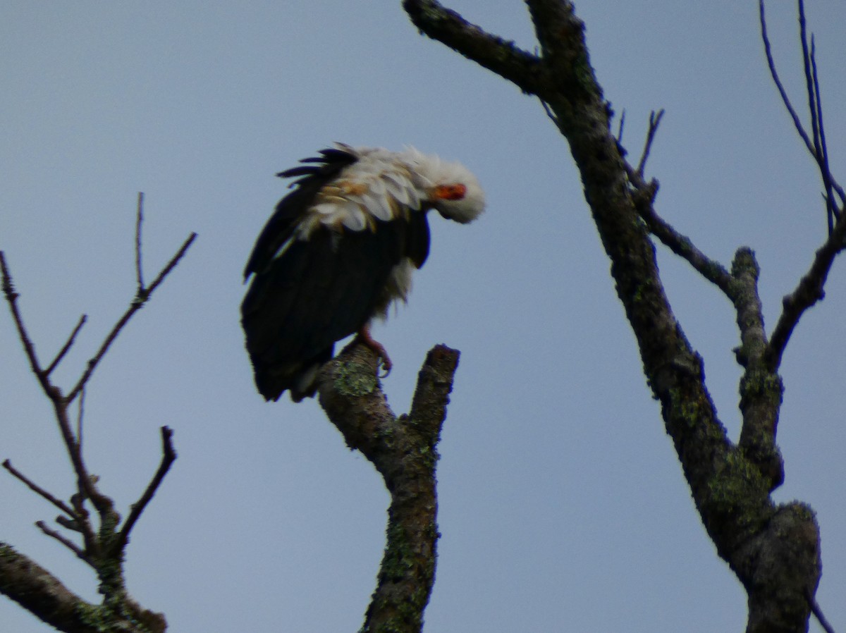 Palm-nut Vulture - ML509869401