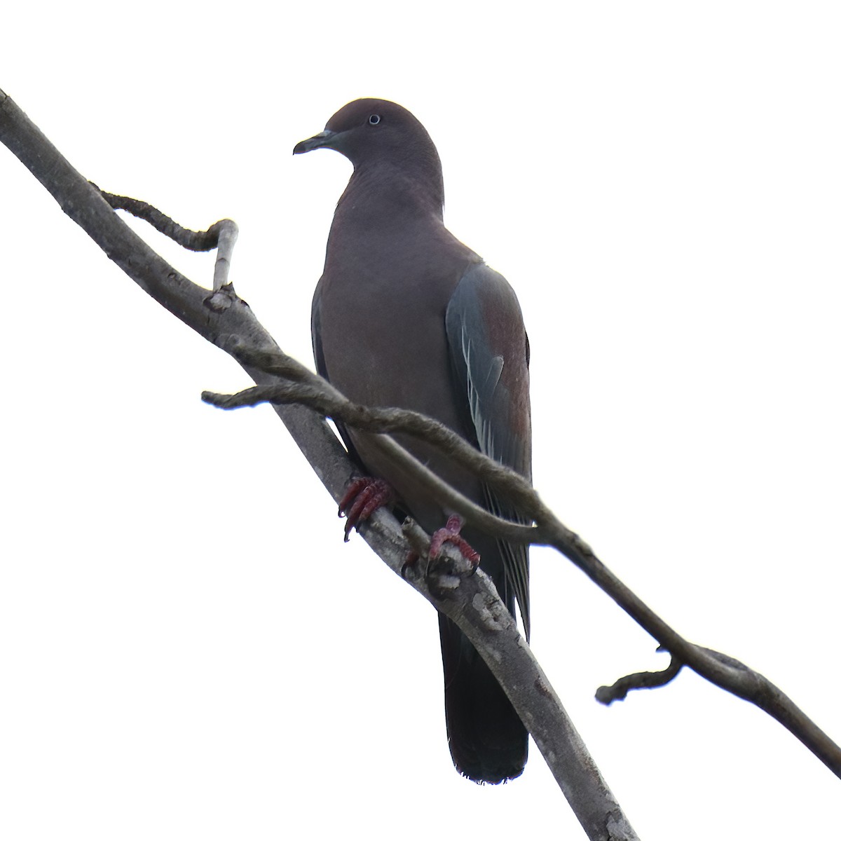 Plain Pigeon - ML509869521