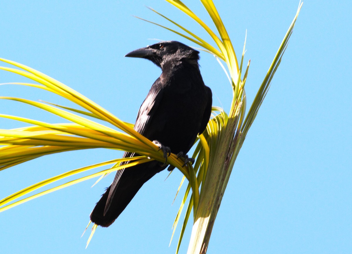 Cuban Crow - ML509869631