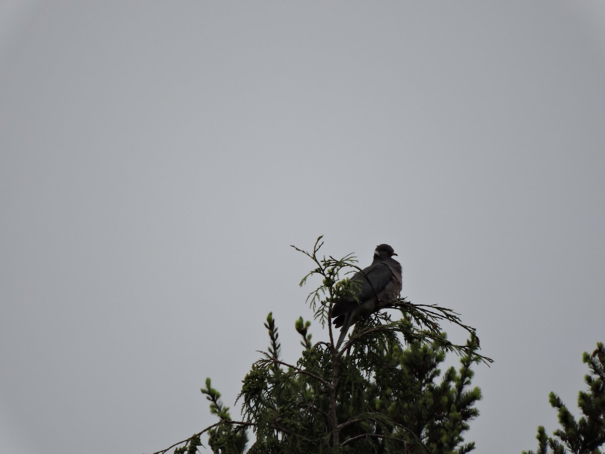 Band-tailed Pigeon - ML50986971