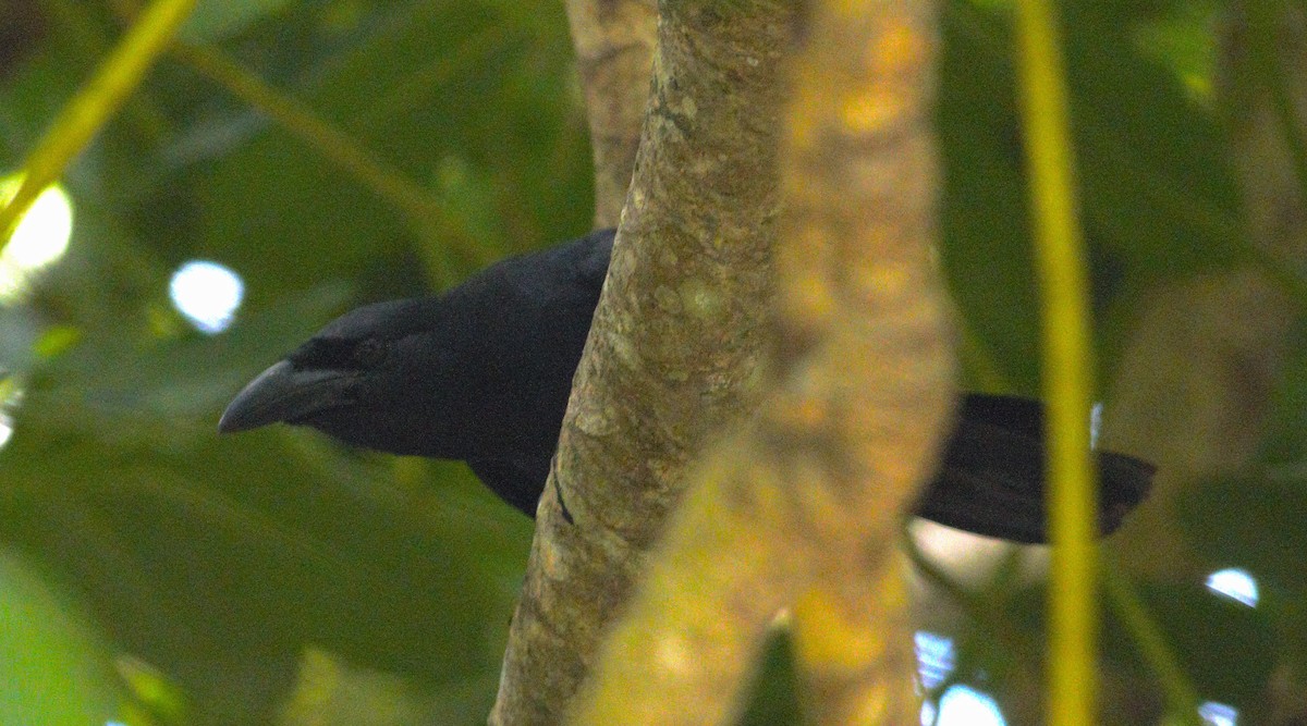 Cuban Crow - Clyde Blum