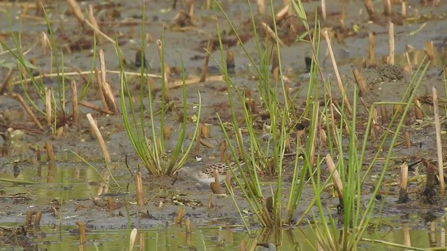 Long-toed Stint - ML509872321