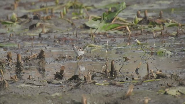 Long-toed Stint - ML509872331