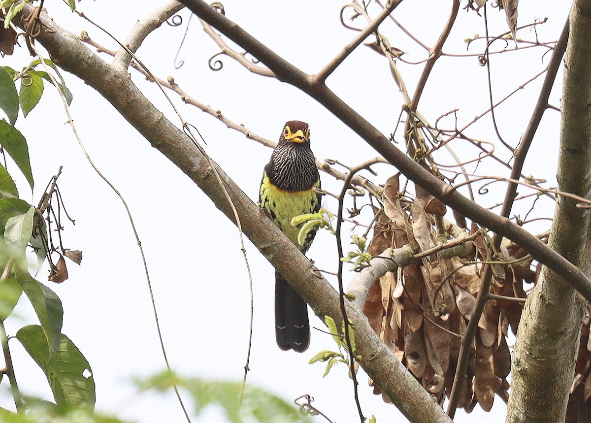 Gelbschnabel-Bartvogel - ML509872411