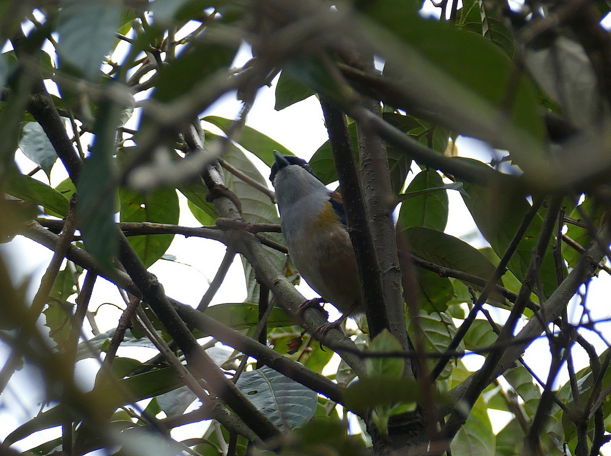 Black-headed Shrike-Babbler - ML509873111