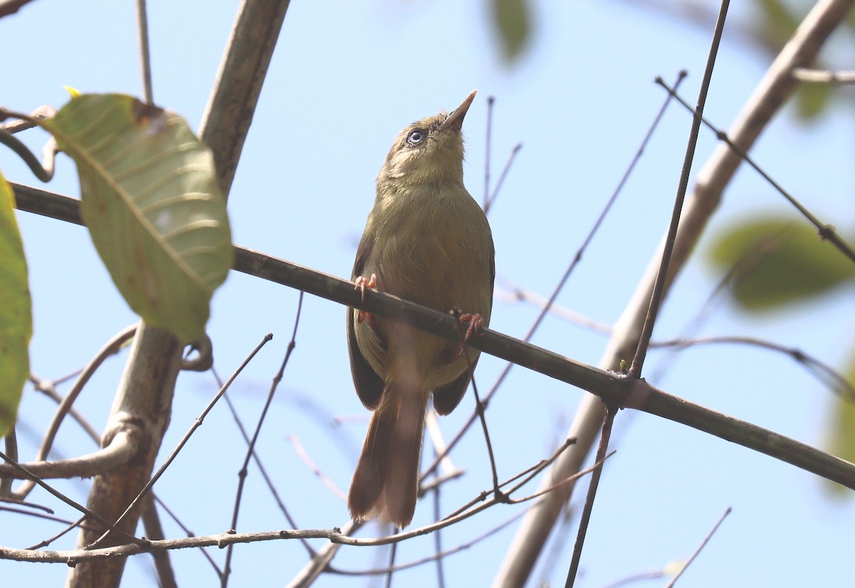 Pulitzer's Longbill - ML509873951