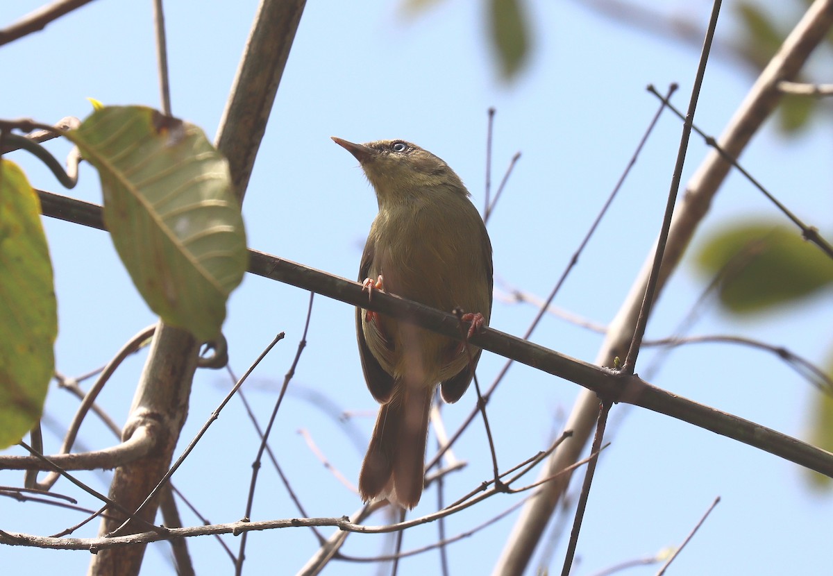 Pulitzer's Longbill - Wayne Paes