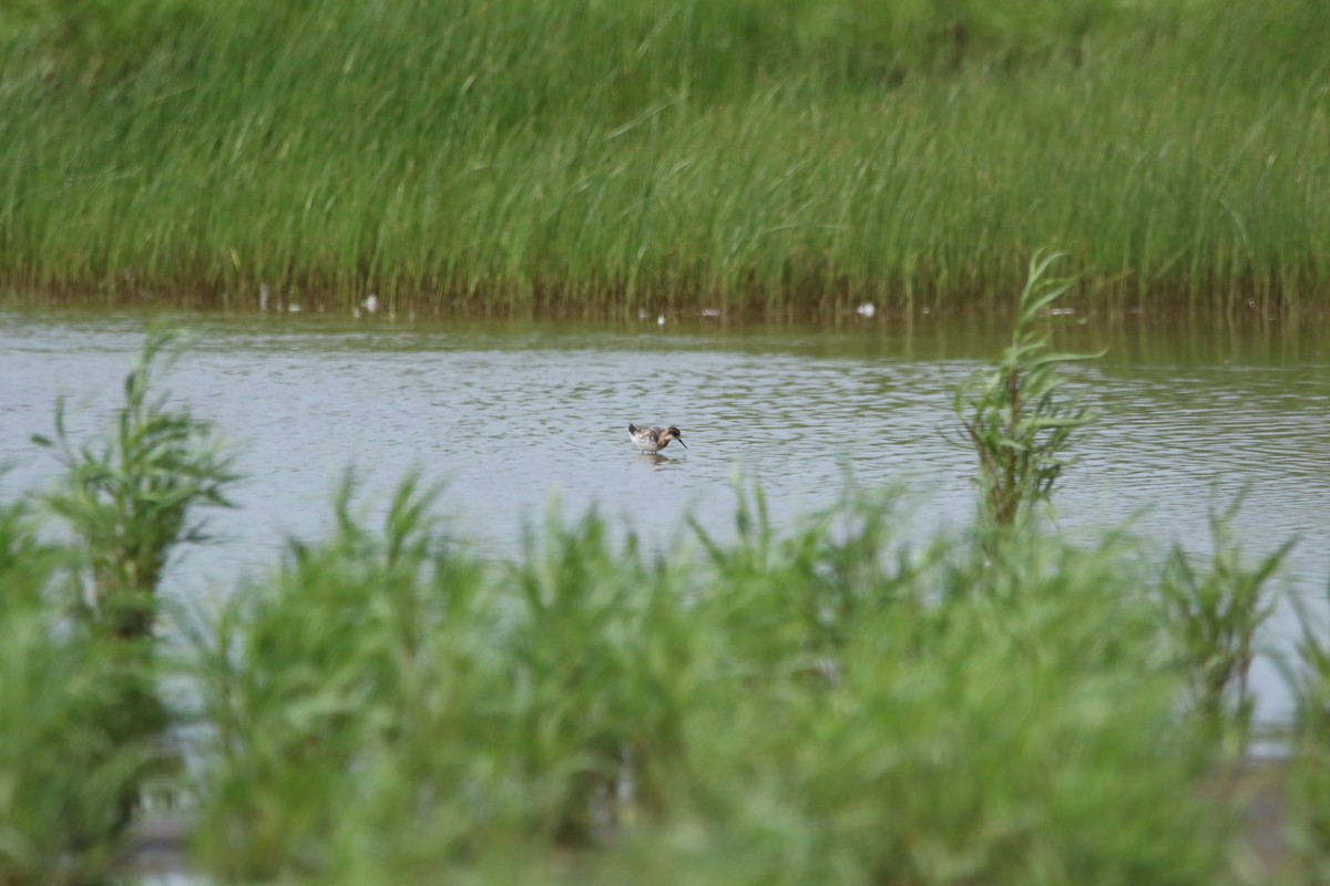 Red-necked Phalarope - ML509875231