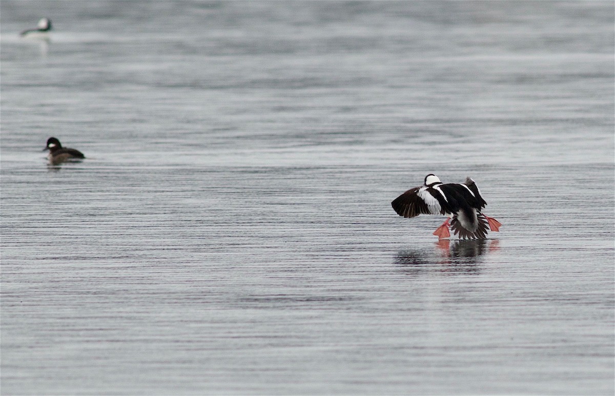 Bufflehead - Kathryn Keith