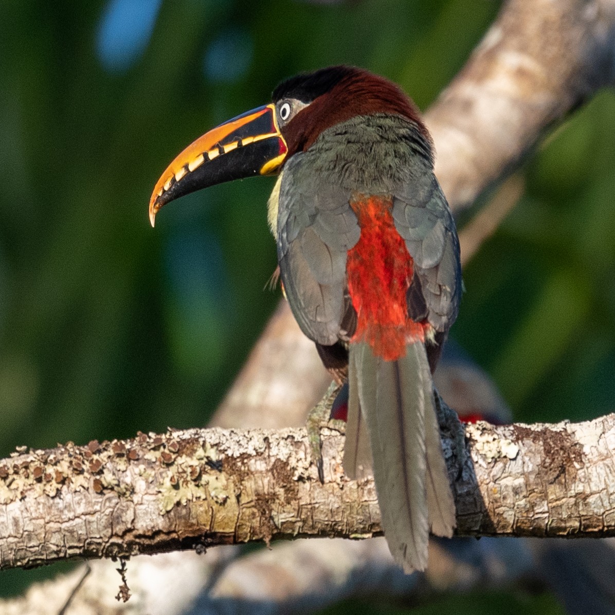 Chestnut-eared Aracari - ML509875501