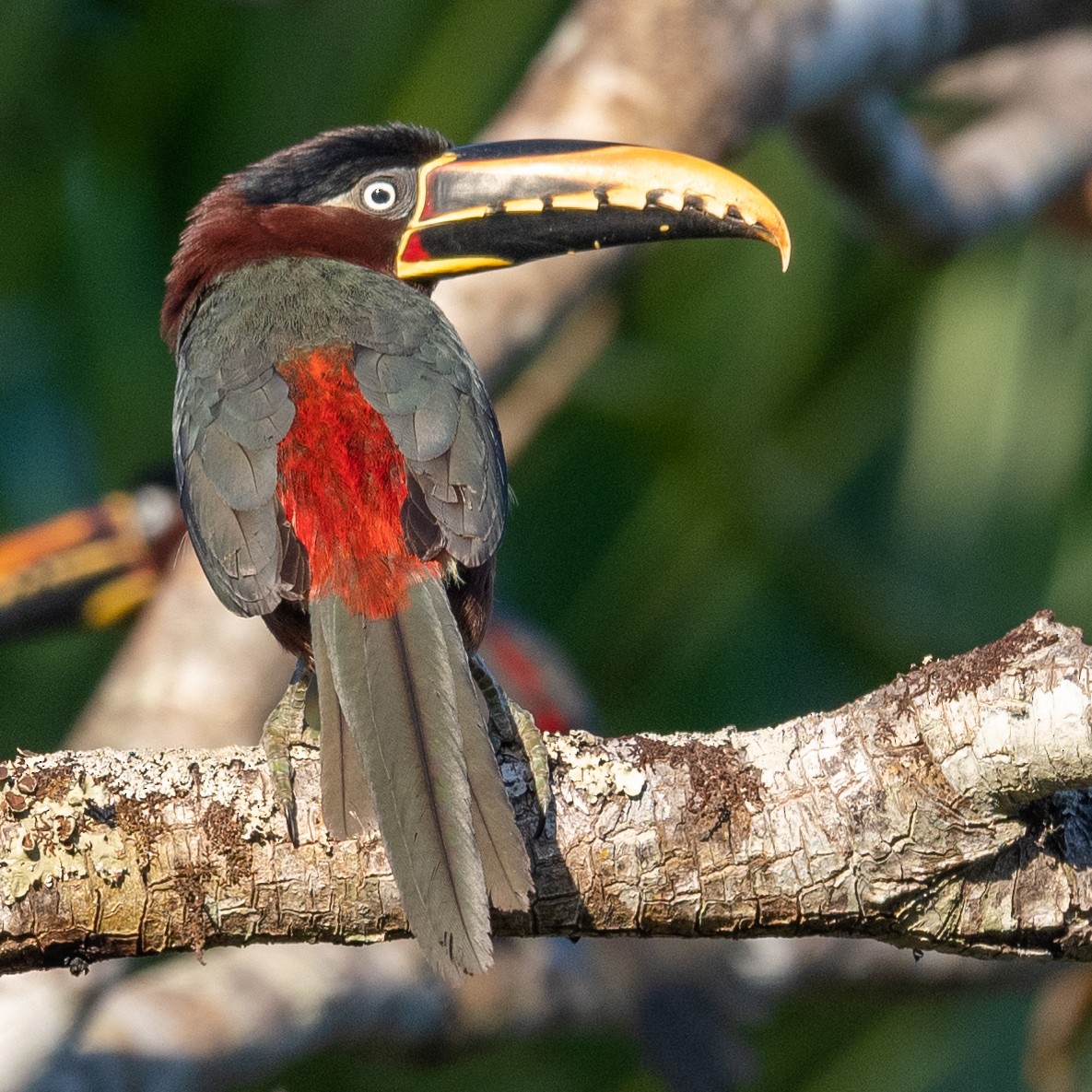 Chestnut-eared Aracari - ML509875531