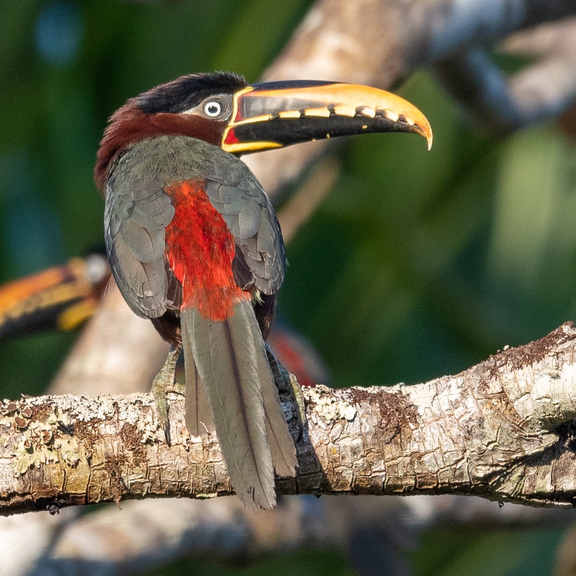 Chestnut-eared Aracari - ML509875551