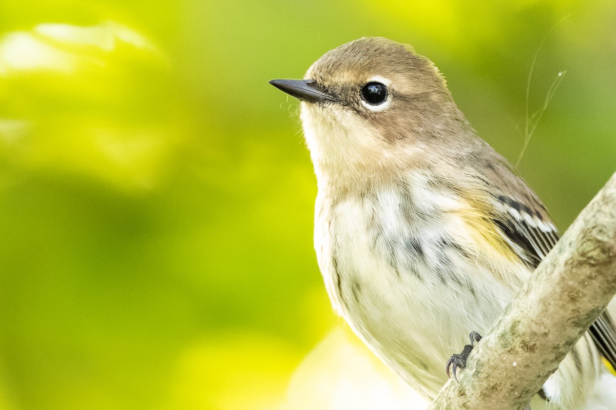 Yellow-rumped Warbler (Myrtle) - ML509876001