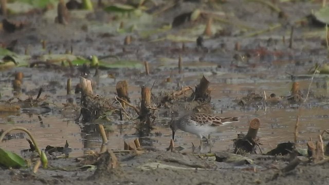 Long-toed Stint - ML509876831