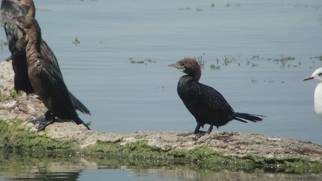 Pygmy Cormorant - ML509876941