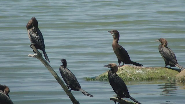 Pygmy Cormorant - ML509876951