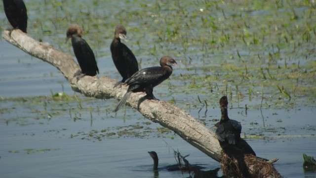 Pygmy Cormorant - ML509876961