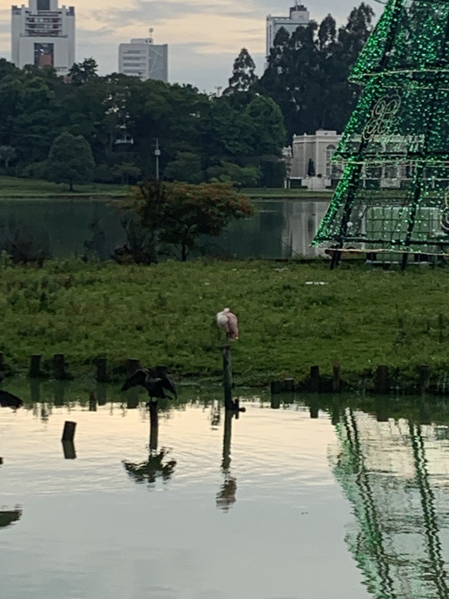 Roseate Spoonbill - ML509877461