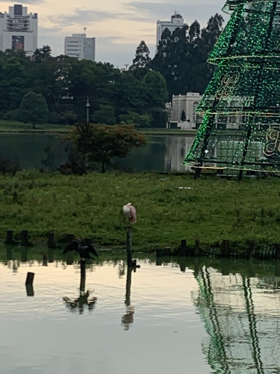 Roseate Spoonbill - ML509877471