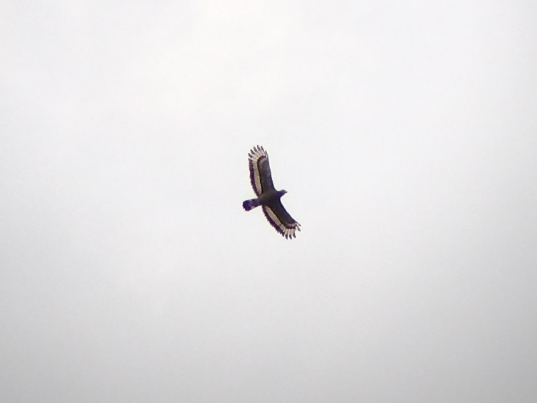 Crested Serpent-Eagle - ML509877481