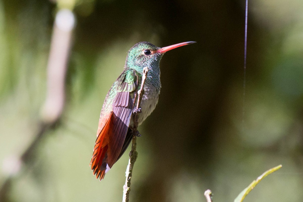 Rufous-tailed Hummingbird - ML50987771