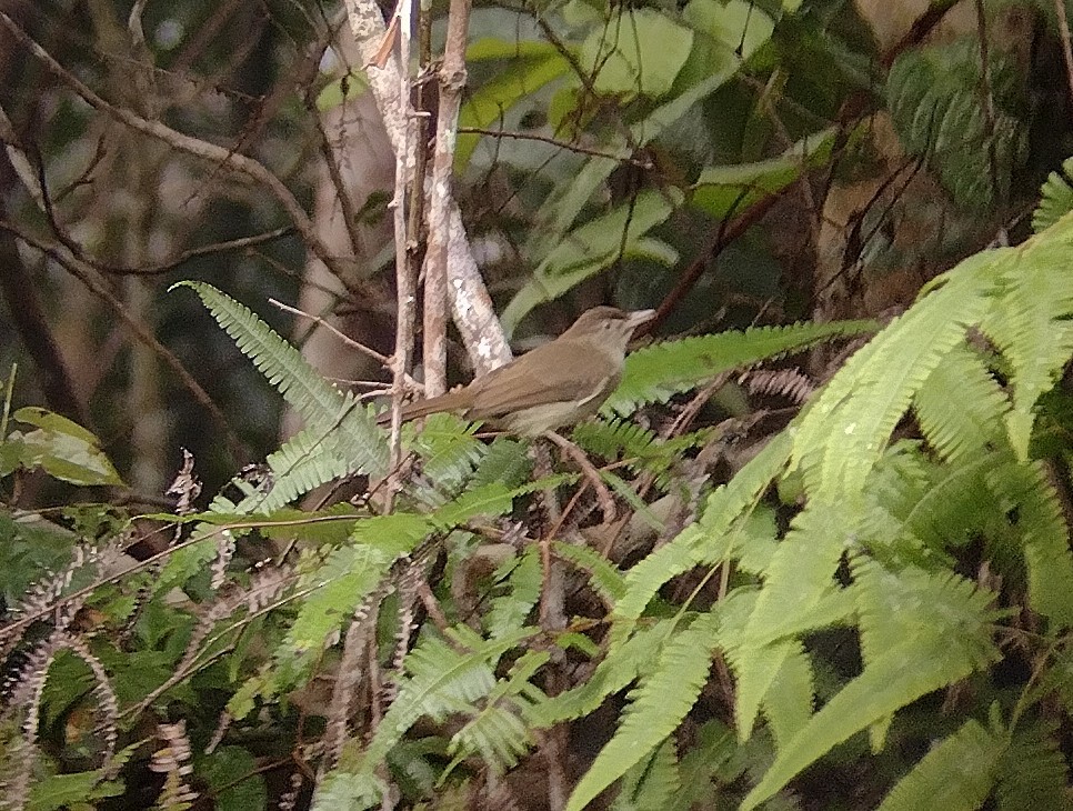 Buff-vented Bulbul - ML509878021