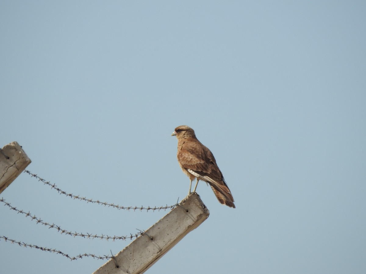 Chimango Caracara - ML509879691