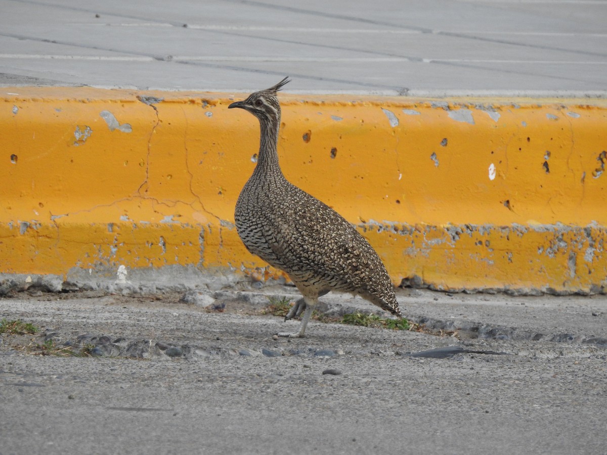 Elegant Crested-Tinamou - ML509879881