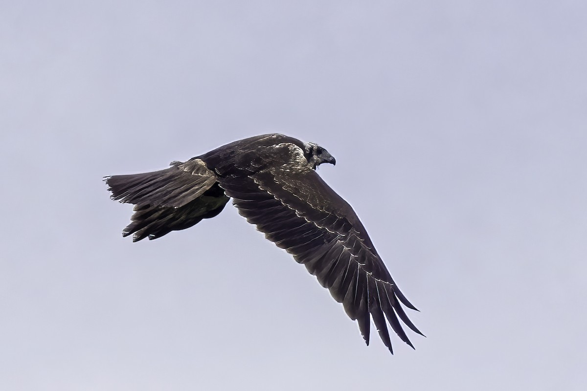 Eastern Marsh Harrier - ML509881741