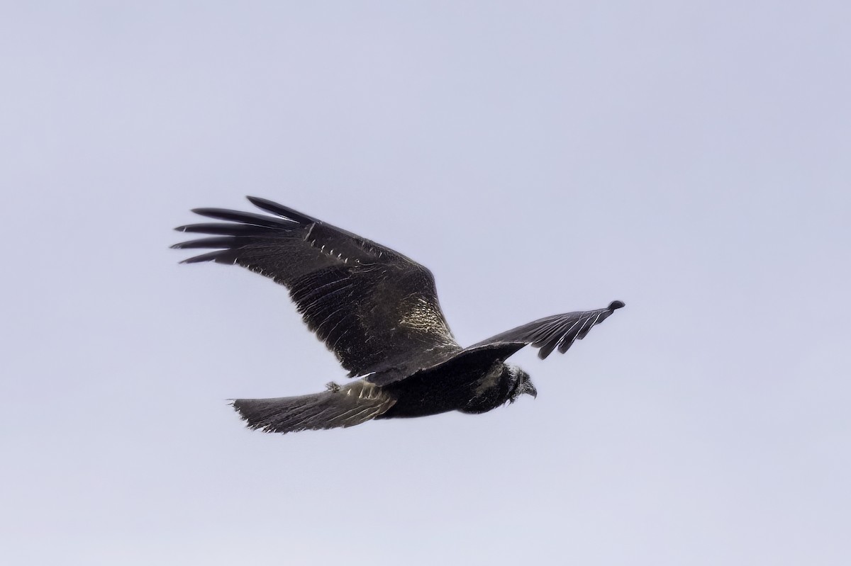 Eastern Marsh Harrier - ML509881751