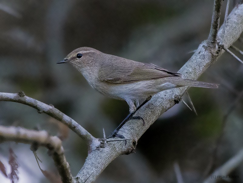 Mosquitero Común - ML509882431