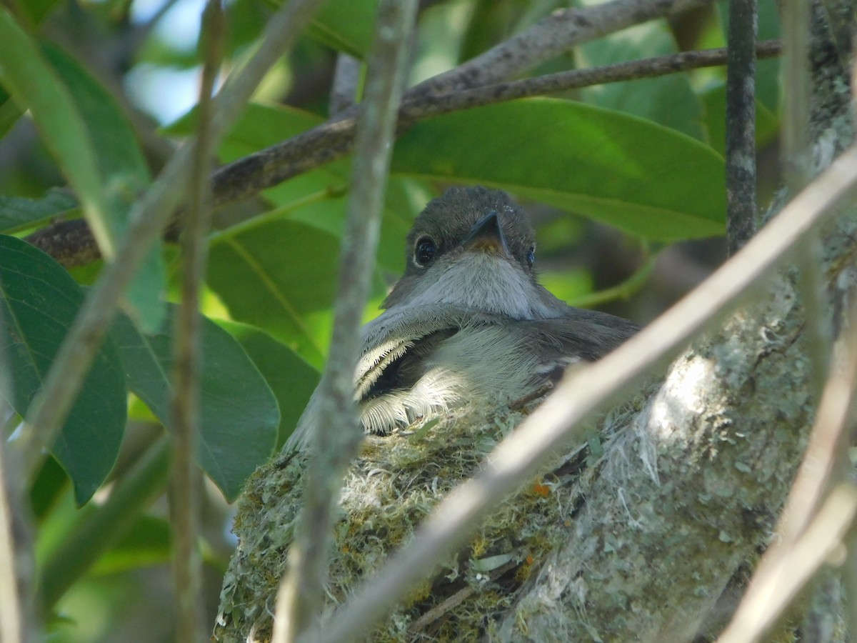 Large Elaenia - ML509882581