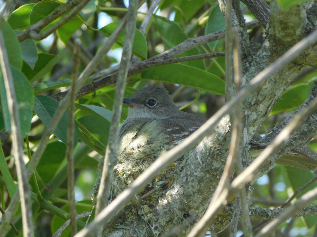 Large Elaenia - ML509882601