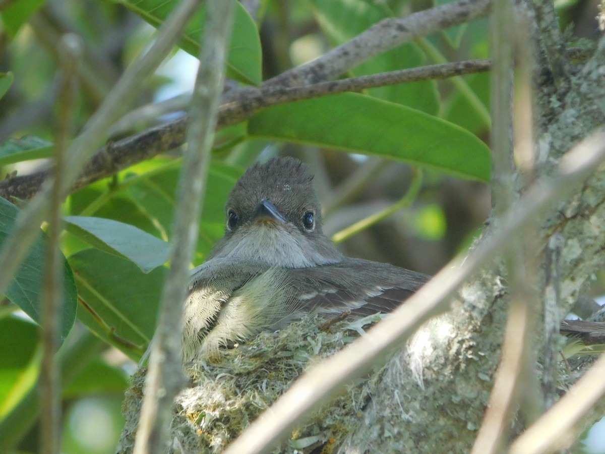 Large Elaenia - ML509882621