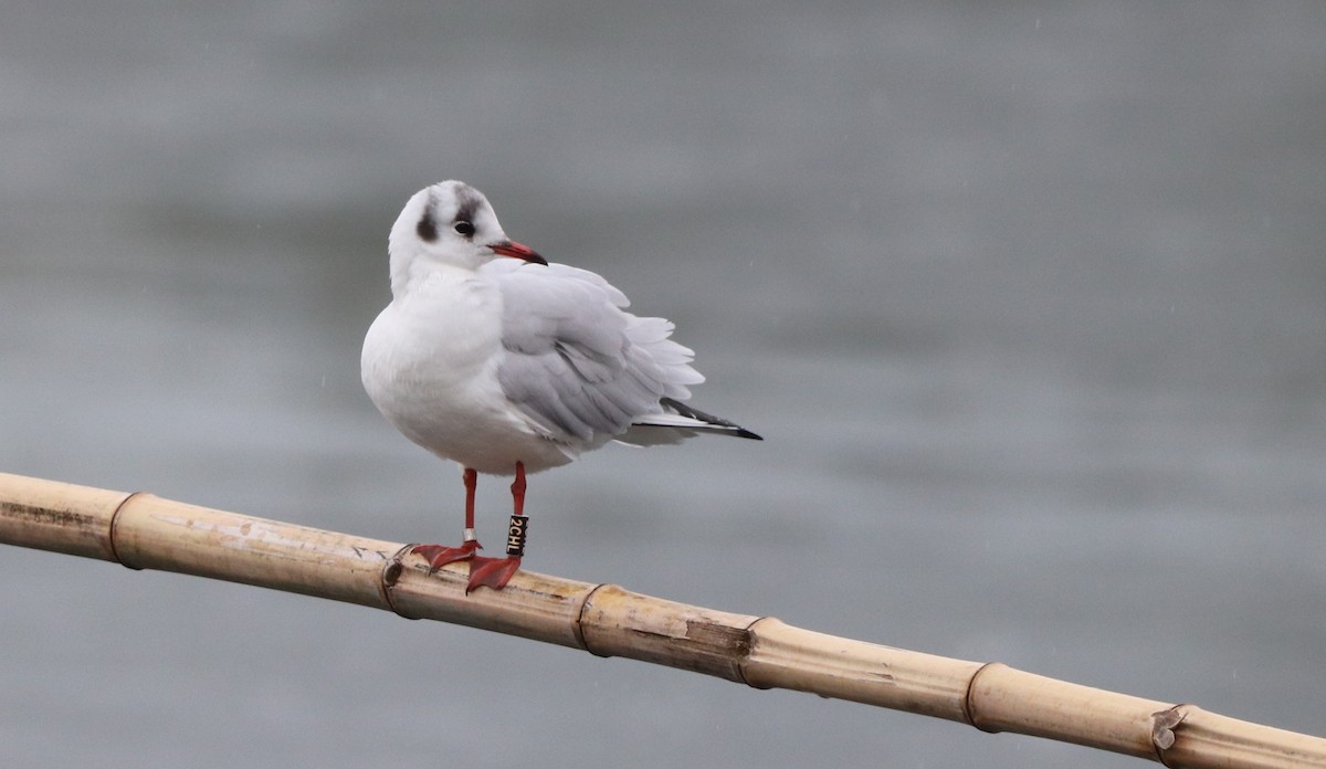 Mouette rieuse - ML509884171