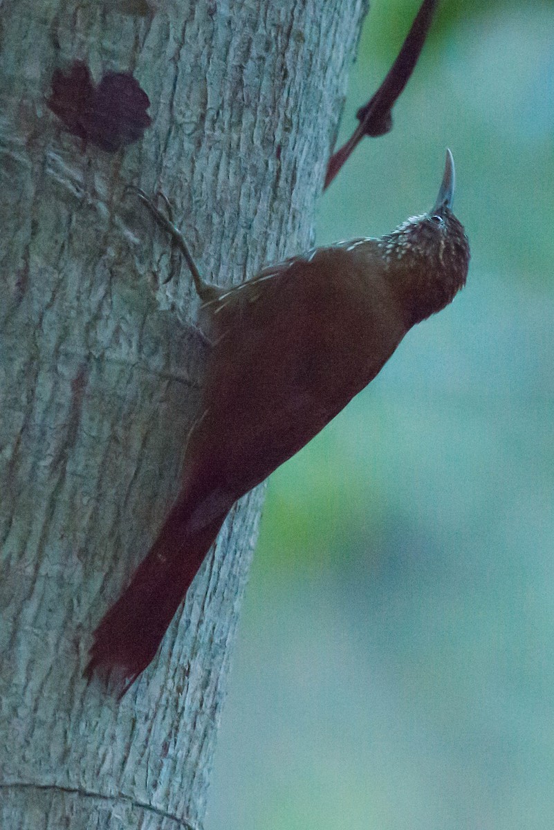 Montane Woodcreeper - ML50988481