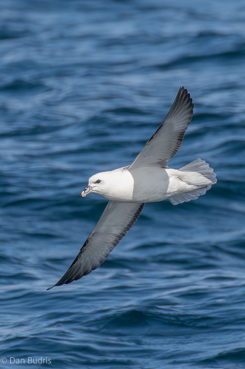 Northern Fulmar - ML509885931