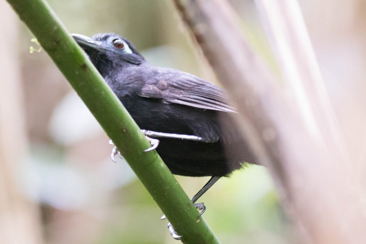 Zeledon's Antbird - ML50988701