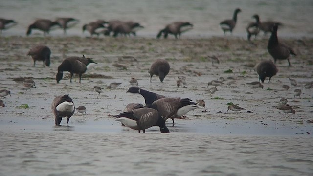 berneška tmavá (ssp. bernicla) - ML509887971